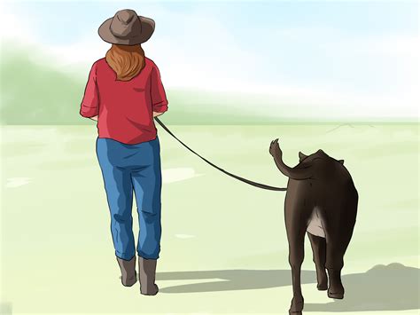 How To Halter Train Cattle 14 Steps With Pictures Wikihow