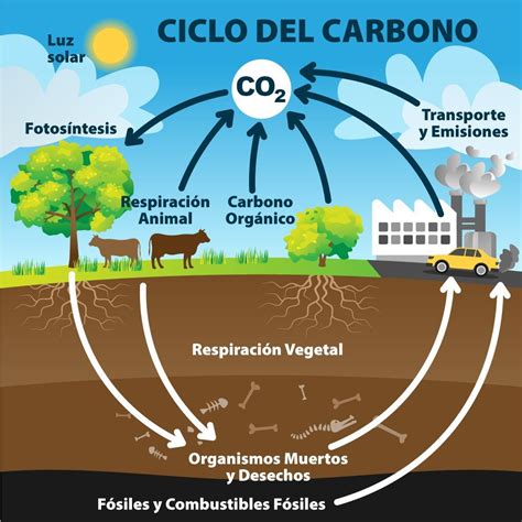 Ciclo Del Carbono Qué Es Sus Etapas E Importancia Enciclopedia