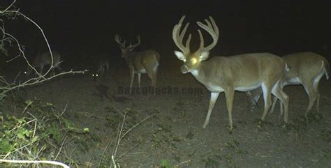 Louisiana Deer Big Buck Pictures Deer Hunting Whitetail Deer
