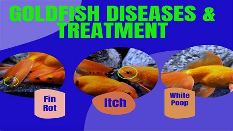 Goldfish Diseases And Treatment Goldfish Fin Rot Treatment Youtube