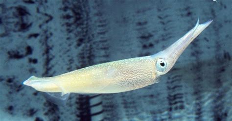 Squids Gene Editing Superpowers May Unlock Human Cures