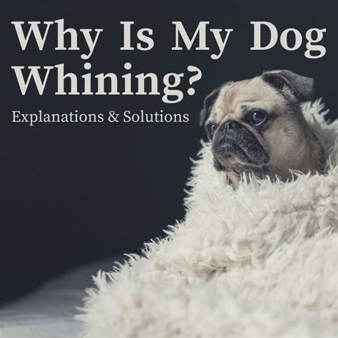 Why Does My Dog Cry And Whine At Night