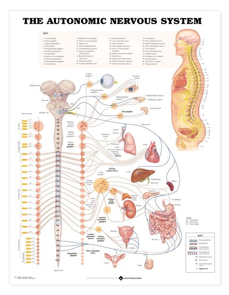 The nervous system is a complex network of neurons and cells that carry messages to and from the brain and spinal cord to various parts of the body. Autonomic Nervous System Chart | Autonomic Nerves Poster 9781587790010