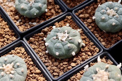 What Is Peyote Everything You Need To Know About This Desert Cactus