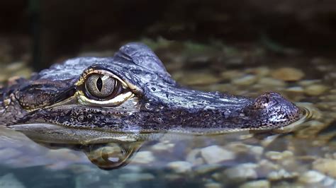 Krokodil-Portrait Foto & Bild | wasser, natur, farbe Bilder auf fotocommunity