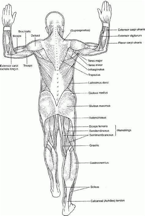 Body anatomy muscle anatomy anatomy coloring book anatomy of the eye online course free courses online human body anatomy anatomy of the body anatomy of the human body skeleton model anatomical physiology colouring book anatomy & physiology books holes anatomy and p. Human Body Systems Coloring Pages - Coloring Home