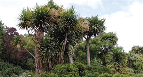 Most Common Trees And Plants In New Zealand Nz Native Plants