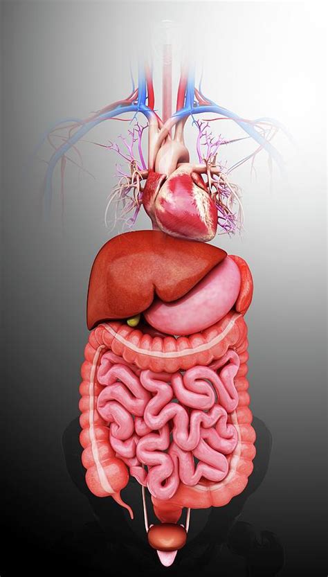 Human Internal Organs Photograph By Pixologicstudio Pixels