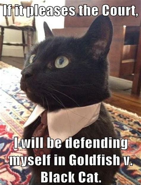 Funny Lawyer Cat Dump A Day