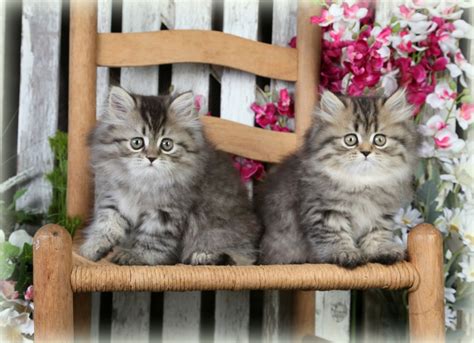 Download all photos and use them even for commercial projects. Golden Kittens | Shaded Golden Persian Kittens ...