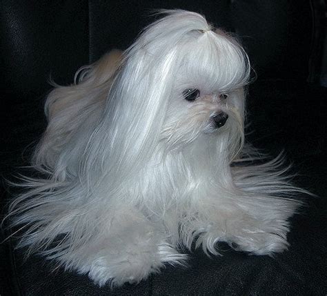 Curl In Hair Maltese Dogs Forum Spoiled Maltese Forums