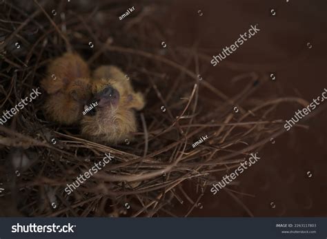 Baby Mourning Doves Caring Feeding Abandoned Stock Photo 2263117803
