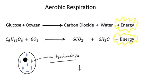 Cellular respiration is the process of extracting energy in the form of atp from the glucose in the food you eat. Spice of Lyfe: Chemical Equation For Anaerobic Respiration In Yeast