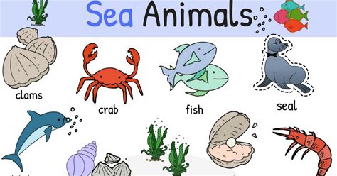 Sea Animal Pictures Wallpaperall