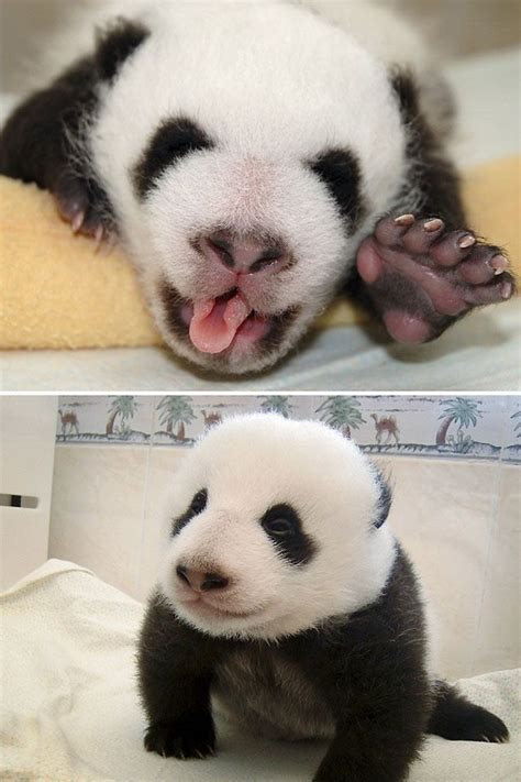Huh I Never Knew Pandas Had Tongues