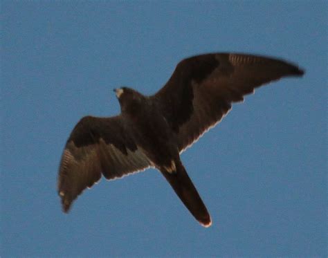 Richard Warings Birds Of Australia Black Falcon Near Lajamanu