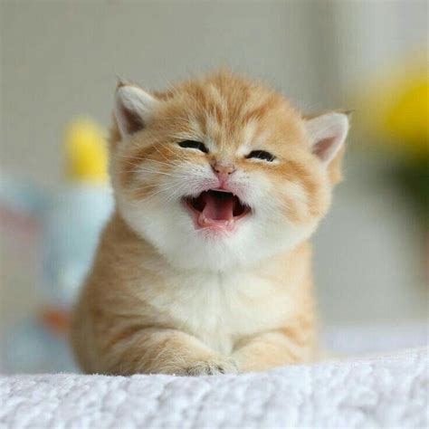 Cute And Adorable Kittens おしゃれまとめの人気アイデア｜pinterest｜sally Seddon ねこ