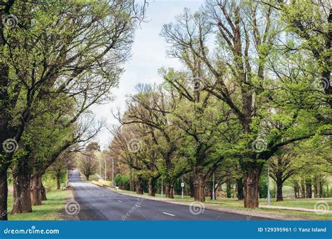 Spring Green Trees Park Road Perspective Green Alley Tree Rows Stock