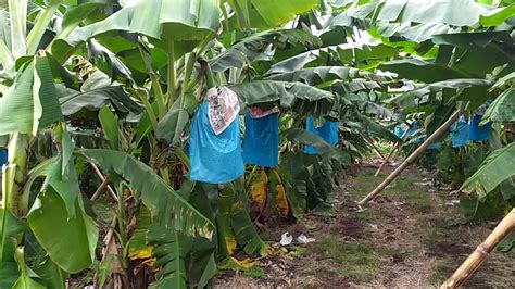 Cara baru tanam bonggol pisang agar cepat berbuah.selamat datang di canel kami yang berisi impo tentang. Cara tanam pohon pisang agar buahnya mengarah ke arah yang ...