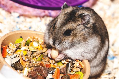 Download Mobile Wallpaper Rodent Hamster Eat Sweetheart Nice