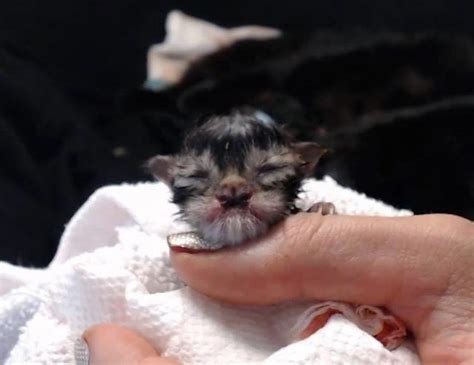 Kitten Born With The Sweetest Butterfly Shaped Nose