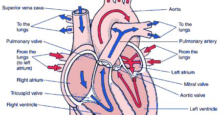 Blood Circulation Of Heart Flow Chart Robhosking Diagram