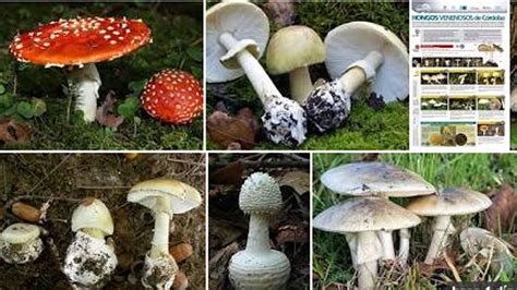 hongos venenosos cuáles son y cómo reconocer las 9 especies tóxicas que no se deben consumir