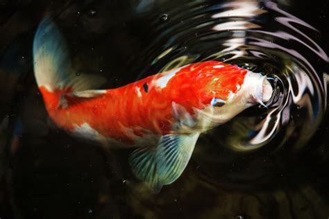 An Orange And White Fish Swimming In Water With Ripples On It S Side