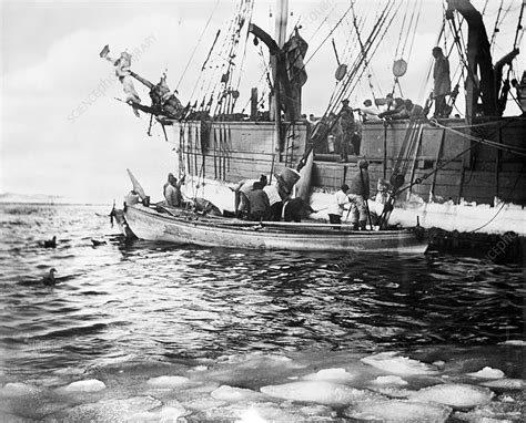 Whaling Boats 1888 Stock Image C0112892 Science Photo Library