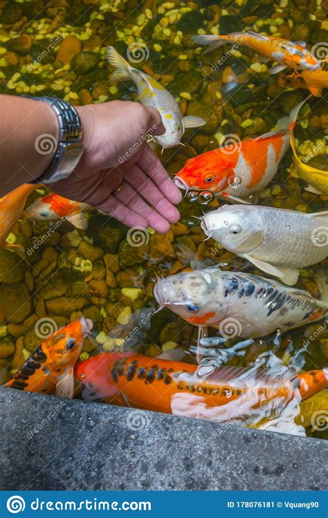 Vertical Photo Of Man Feeding Japanese Koi Fish In The Pond Stock Image