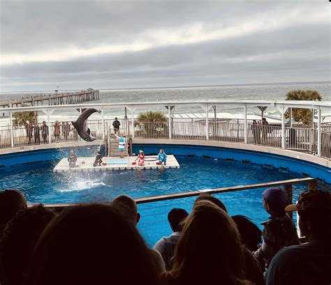 Dolphin Show Zoochat