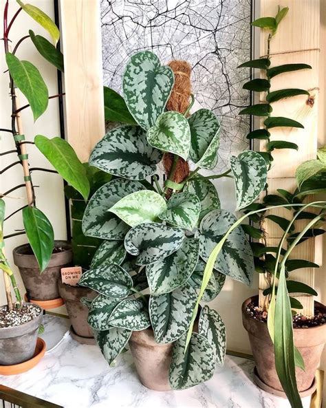 House Plant Club On Instagram And The Award For Best Scindapsus Goes