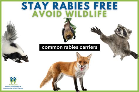 As Second Bat In Will County Tests Positive For Rabies Wchd Cautions Public