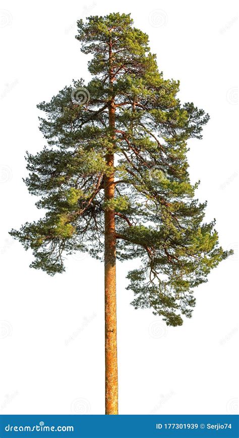 Tall Pine Tree Isolated On White Stock Image Image Of Pinetree