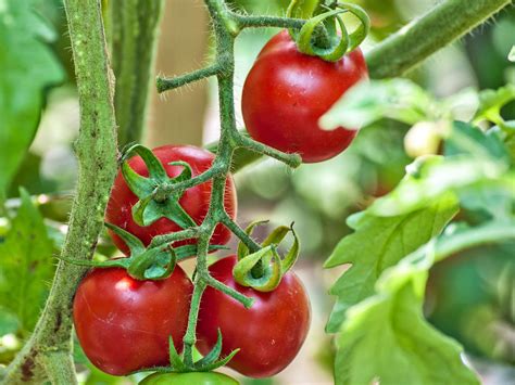 Top 3 Common Tomato Plant Problems