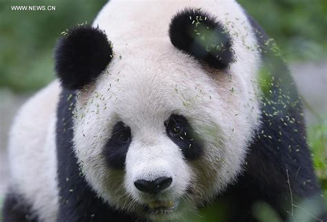 Captive Bred Giant Pandas Return To Wild After Training 6 Chinadaily