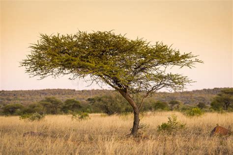 Acacia Tree In African Savanna Stock Image Image Of Terrain Africa