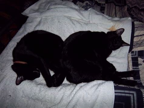 Sleeping Baby Panthers Flickr Photo Sharing
