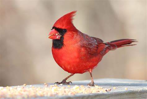 Fondos De Pantalla Aves Rojo Pico Pájaro Pinzón Cardenal Fauna