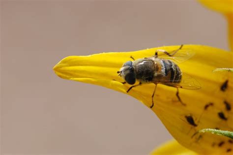Maybe you would like to learn more about one of these? aphids - Page 2 - Growing With Science Blog