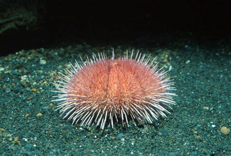Fragile Pink Sea Urchin Animals Monterey Bay Aquarium