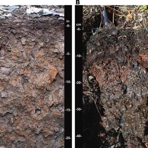 1 Examples Of Hydric Soils A Mineral Soils Have A Characteristic
