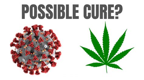 Could Cannabis Be A Cure For Coronavirus Sapphire Risk Advisory Group