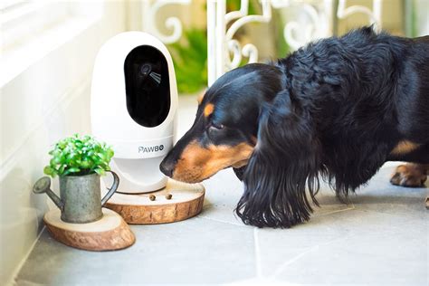 Best Dog Cameras Know The Pros And Cons Before Buying