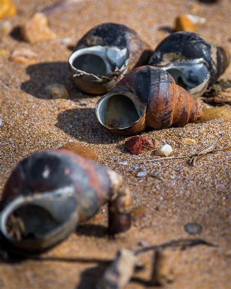 Snails On The Beach Photograph By William Krumpelman Fine Art America