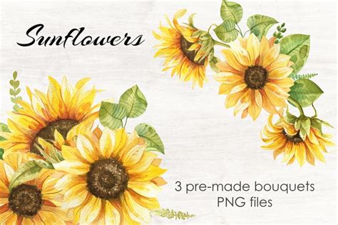 Sunflower Bouquet Watercolor Clipart Png Sunflowers Etsy