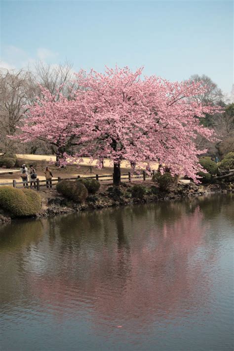 Sakura Les Cerisiers En Fleurs Du Japon