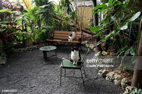 Ernest Hemingway House Photos And Premium High Res Pictures Getty Images