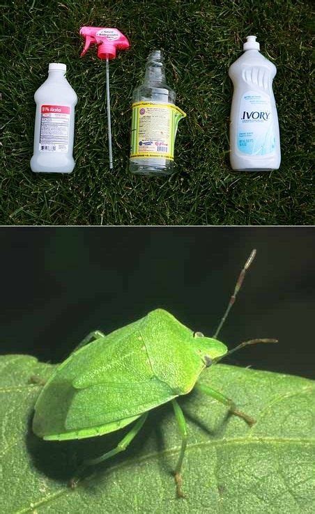 Bug Spray Stink Bugs Lawn And Garden Garden Pests