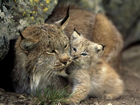 Iberian Lynx Coniferous Forest